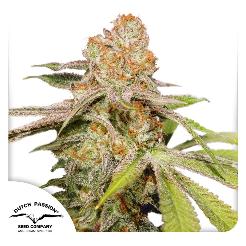Dutch Passion Cannabiszaden Auto MAC #1® Autoflowering