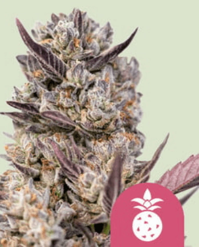 Royal Queen Seeds Semená kanabisu Tropicana Cookies Purple Feminized 1 ks
