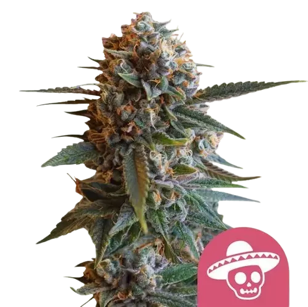 Royal Queen Seeds Semienka kanabisu Mexican Rush Feminizované 1 ks