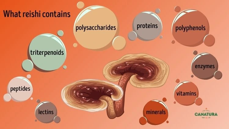 Reishi mushroom surrounded by bubbles showing the substances it contains: triterpenoids, polysaccharides, proteins, polyphenols, peptides, lectins, enzymes, vitamins and minerals