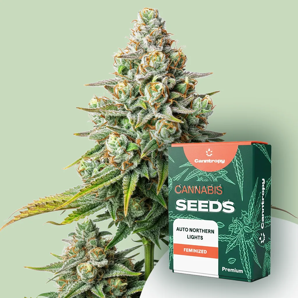 Canntropy Seeds Auto Northern Lights (samokvitnúce) 10 ks
