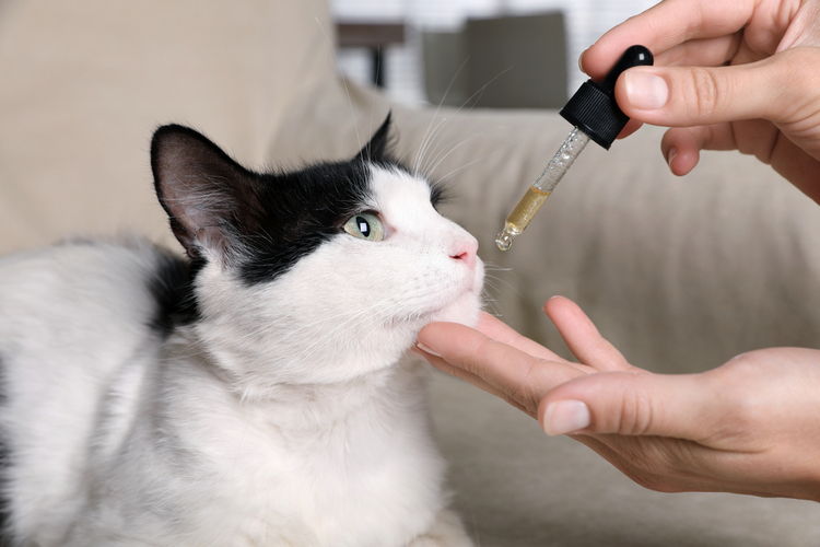 A person holding a dropper of CBD drops, which will be administered to a cat suffering from epilepsy.