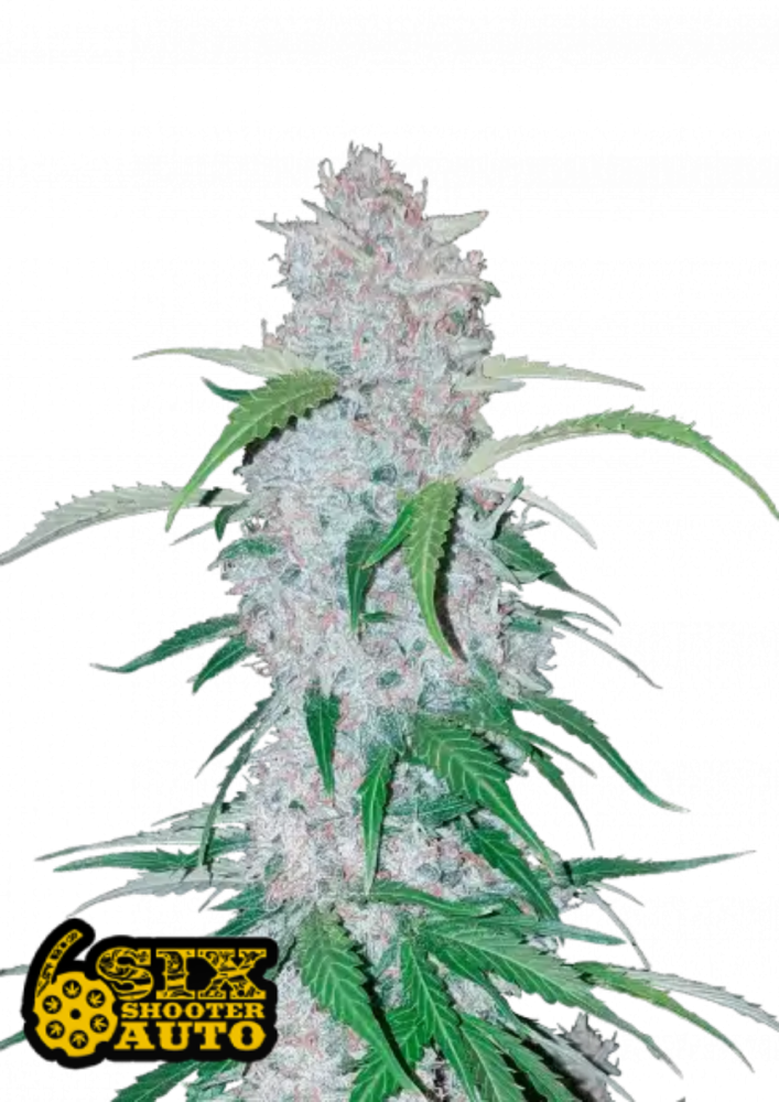 Fast Buds Cannabis Seeds Six Shooter Auto 3 ks