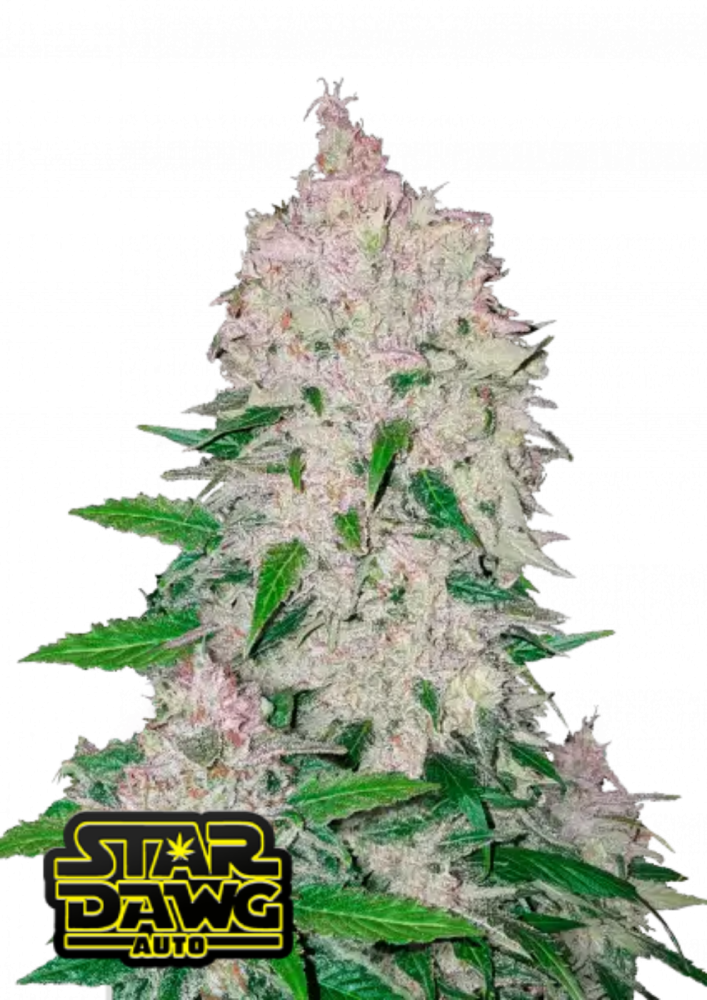 Fast Buds Cannabis Seeds Stardawg Auto 3 ks