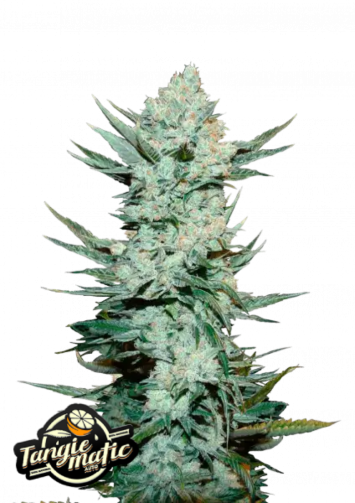 Fast Buds Cannabis Seeds Tangie Auto 3 ks