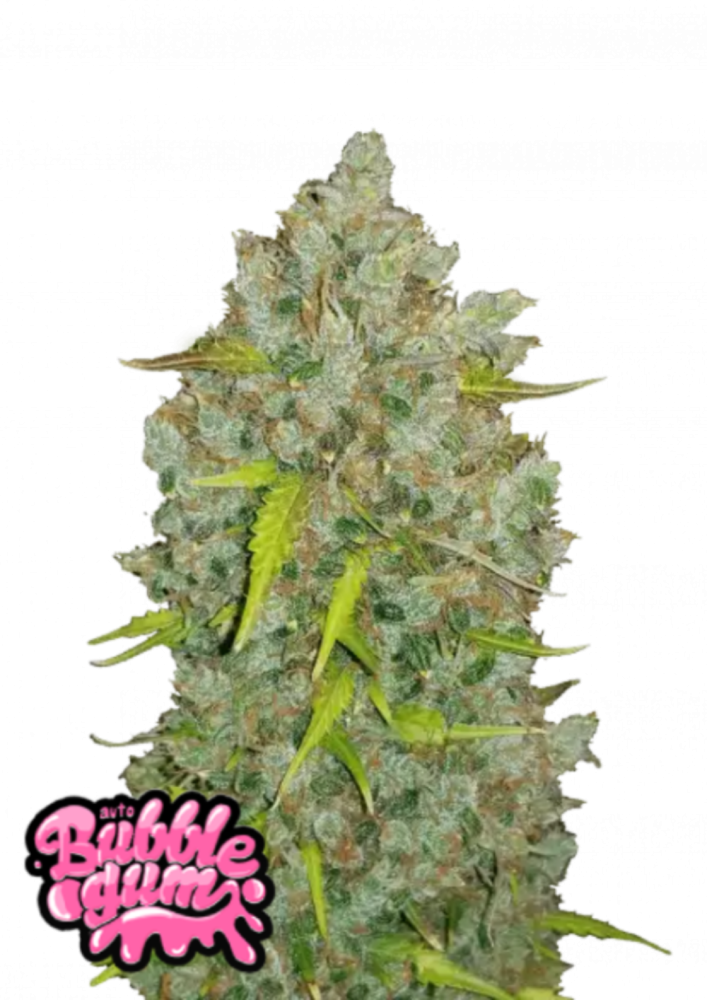 Fast Buds Cannabis Seeds BubbleGum Auto 1 ks