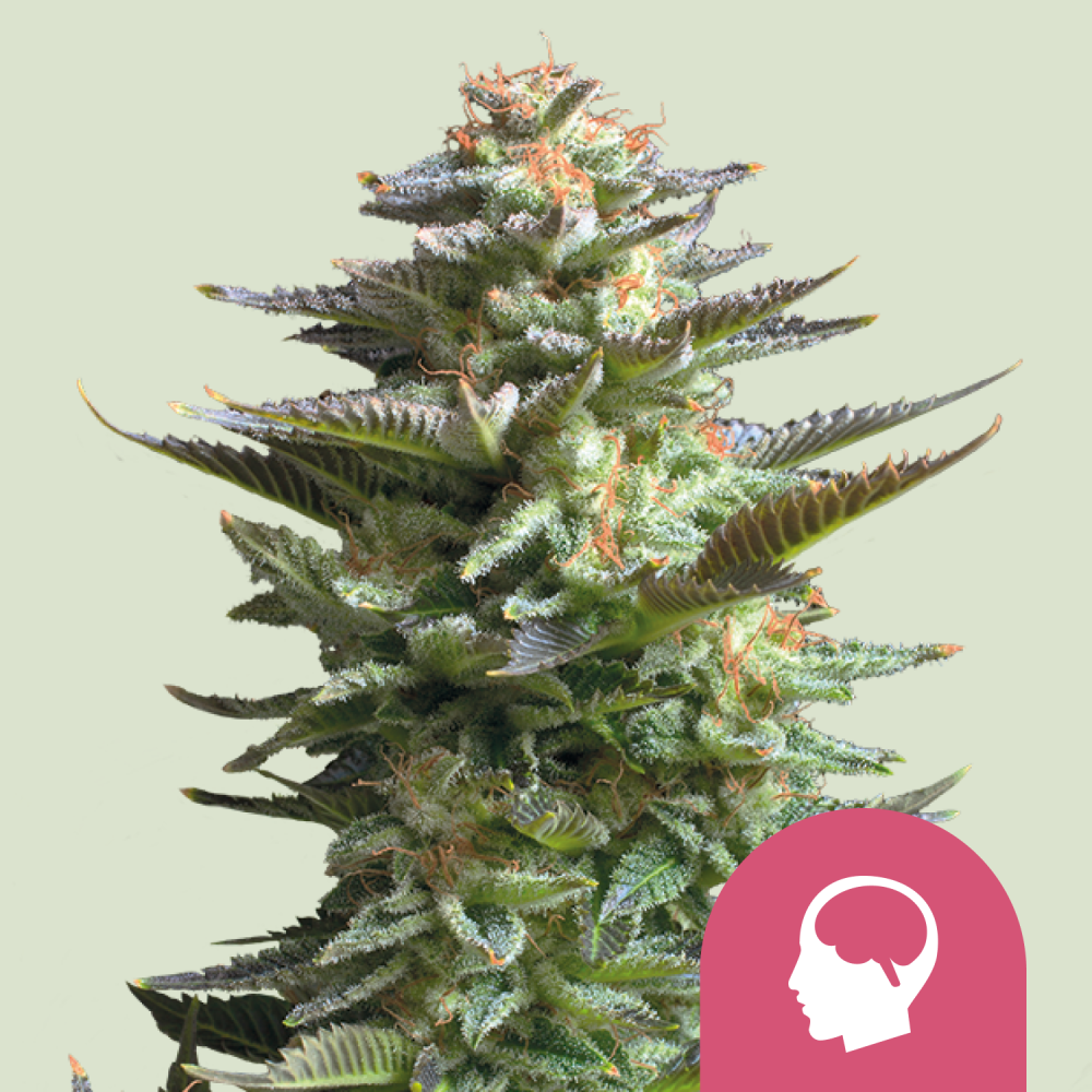 Royal Queen Seeds Cannabis Seeds Amnesia Haze Feminized 5 ks