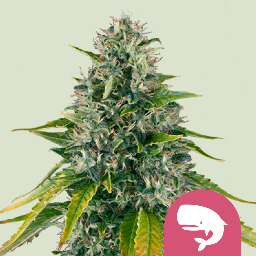 Royal Queen Seeds Cannabis Seeds Royal Moby Feminized 3 ks