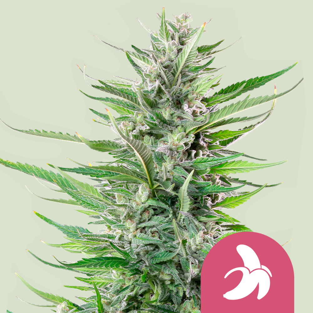 Royal Queen Seeds Cannabis Seeds Fat Banana Feminized 3 ks