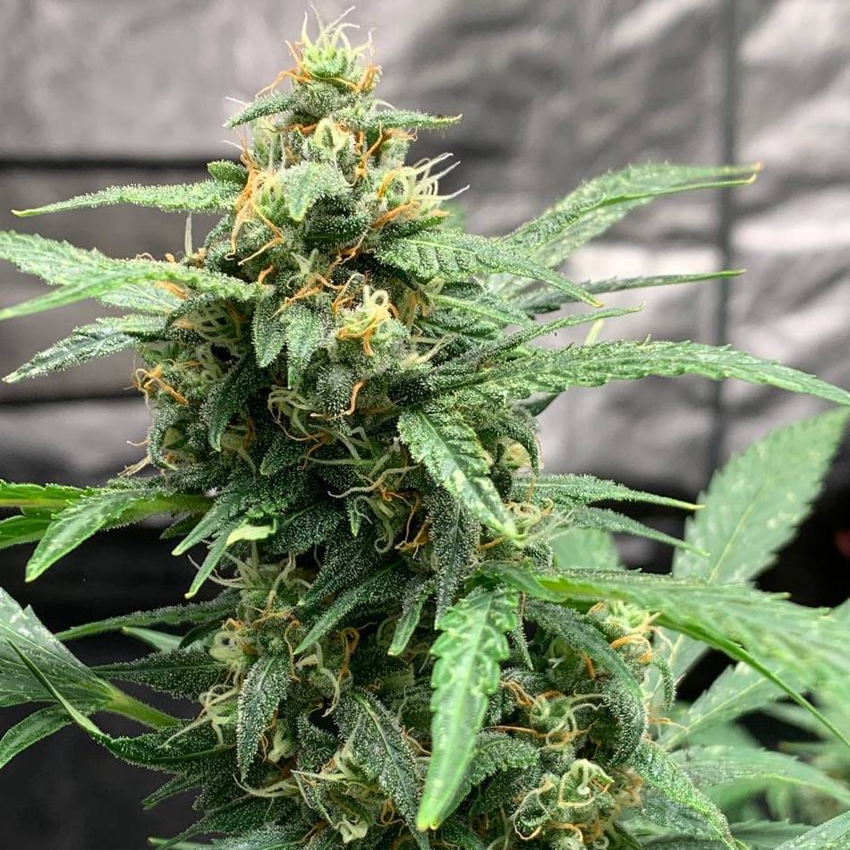 Doctor´s Choice Seeds Chronic Ryder BX Auto Regular 5 ks