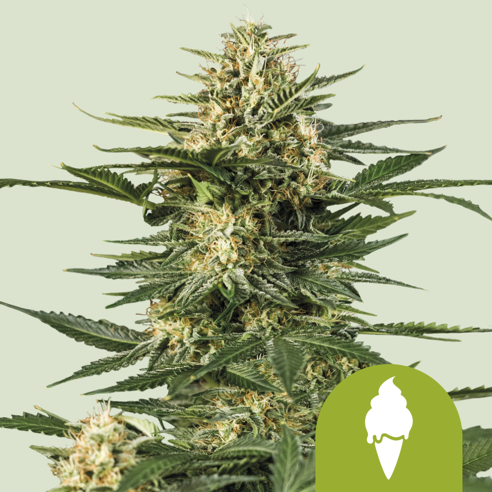 Royal Queen Seeds Cannabis Seeds Green Gelato Auto 3 ks