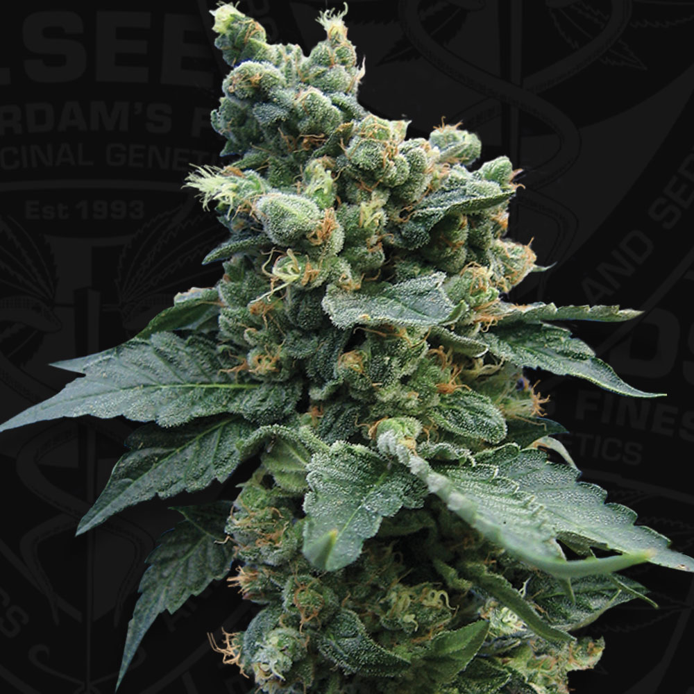 T.H.Seeds™ Semená kanabisu SAGE™'n Sour, rôzne balenia, bežné 5+1 ks