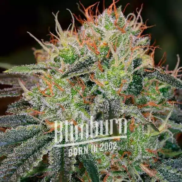 Blimburn Seeds Cannabis Seeds Fat Bastard Auto 9 ks