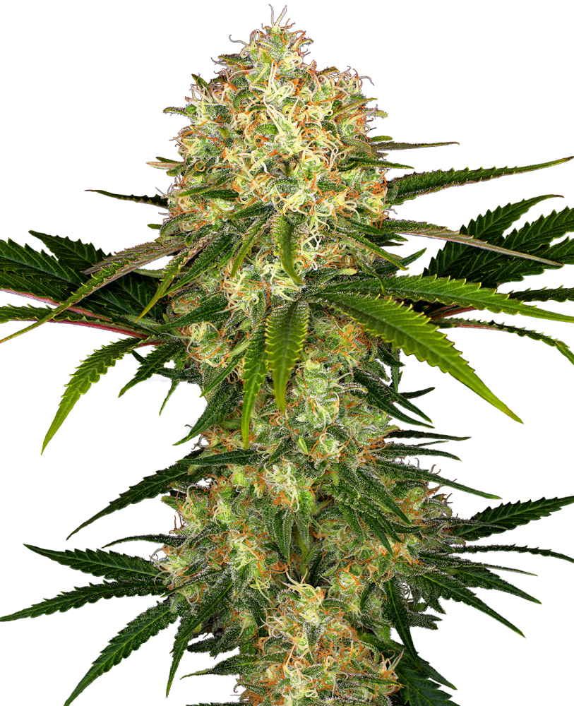 Sensi Seeds Semená kanabisu Afghani #1 Regular, 10 ks