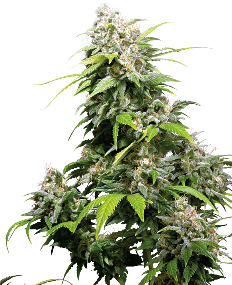 Sensi Seeds Cannabis Seeds California Indica® Regular, 10 ks
