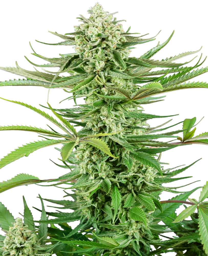 Sensi Seeds Semená kanabisu Kešu kush feminizovaný, 3-10 ks 3 ks