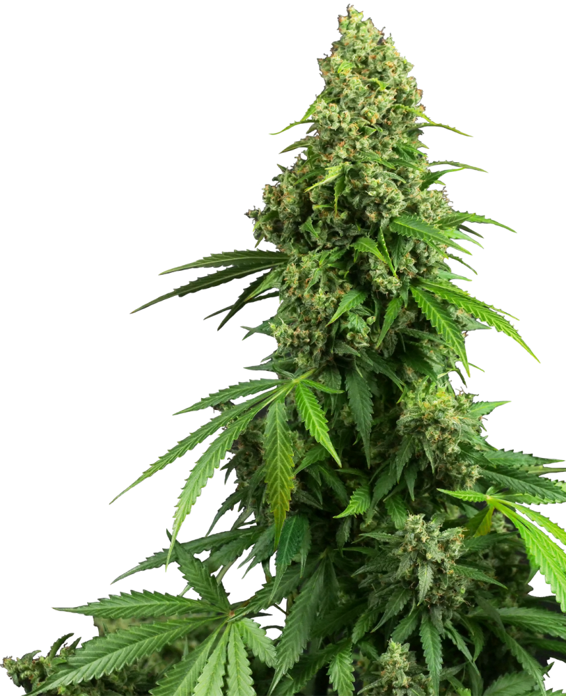 Sensi Seeds Semená kanabisu Honey Melon Kush Automatic Feminized, 3-10 ks 3 ks