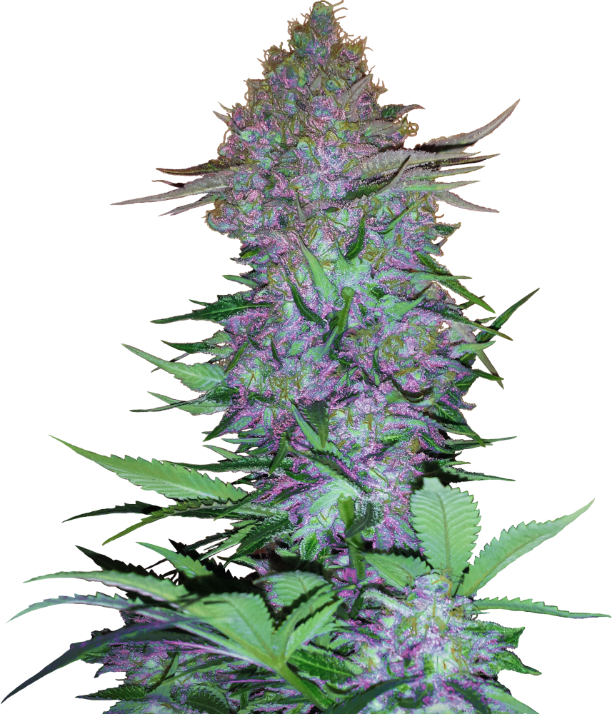 Sensi Seeds Cannabis Seeds Purple Skunk Automatic Feminized, 3-10 ks 3 ks