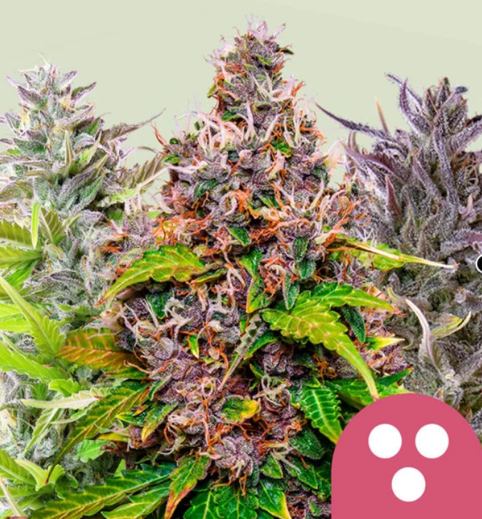 Royal Queen Seeds Feminizovaná zmes kanabisových semienok 5 ks