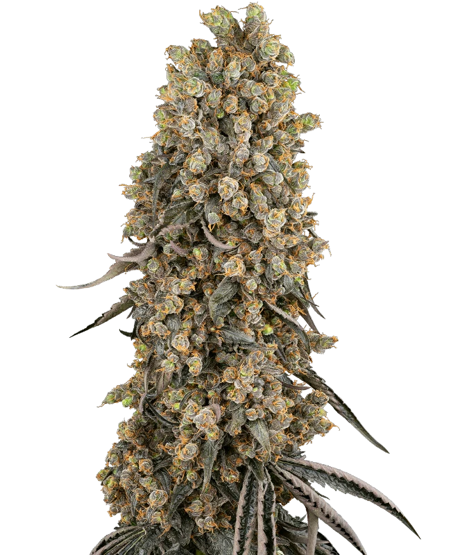 Sensi Seeds Cannabis Seeds Atomic Blue Dream Gefeminiseerd