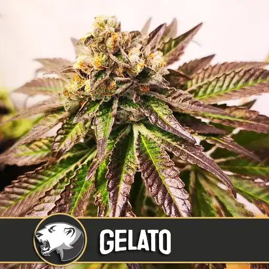 Blimburn Seeds Gelato z kanabisových semienok feminizované 9 ks