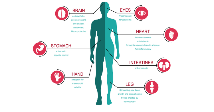 Infografika znázorňující lidské tělo a jednotlivé účinky CBD 