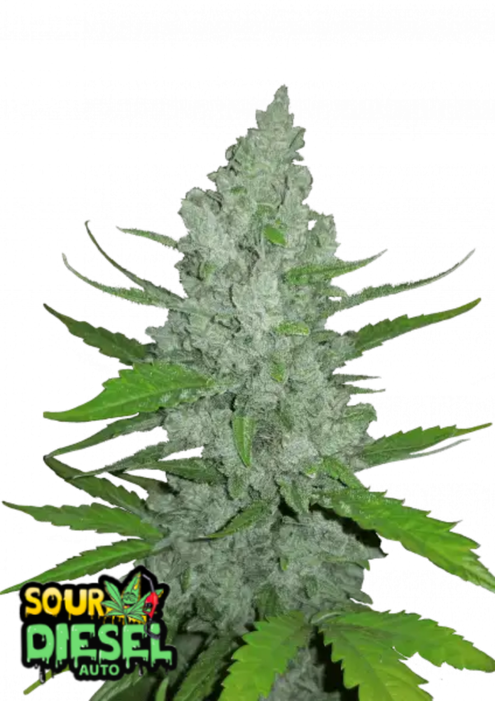 Fast Buds Cannabis Seeds Sour Diesel Auto 3 ks