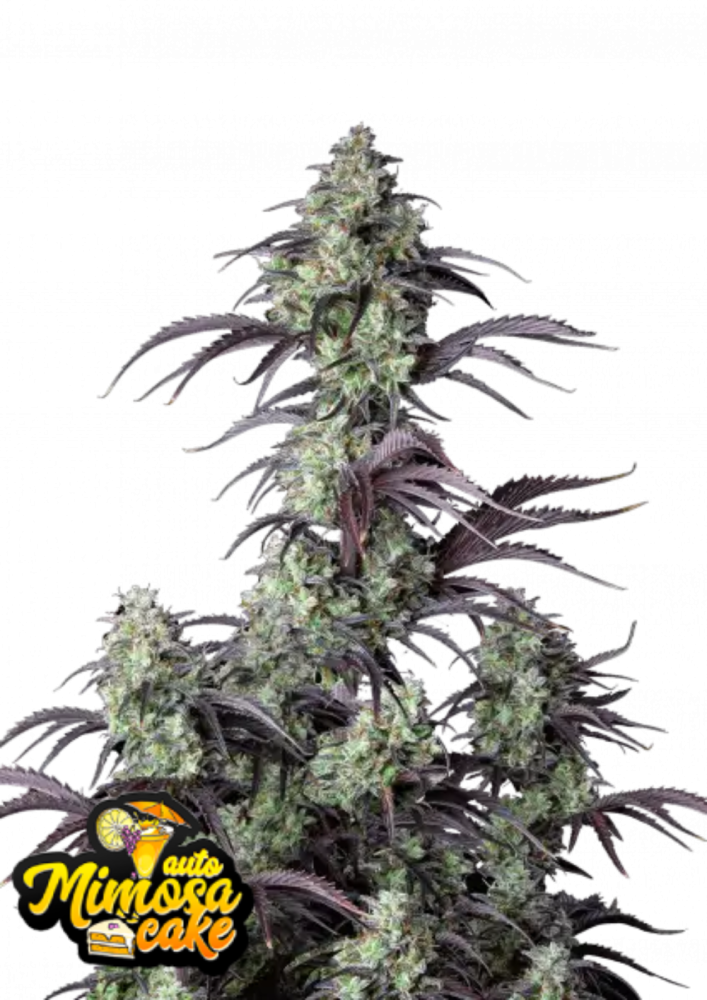 Fast Buds Cannabis Seeds Mimosa Cake Auto 5 ks
