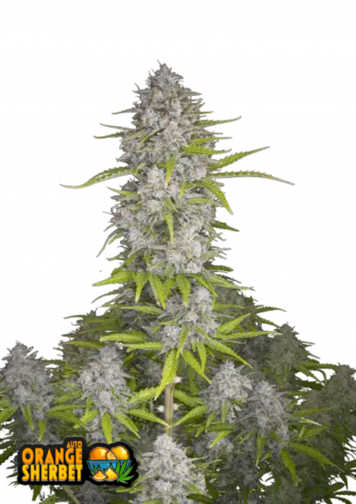 Fast Buds Cannabis Seeds Orange Sherbet Auto 3 ks