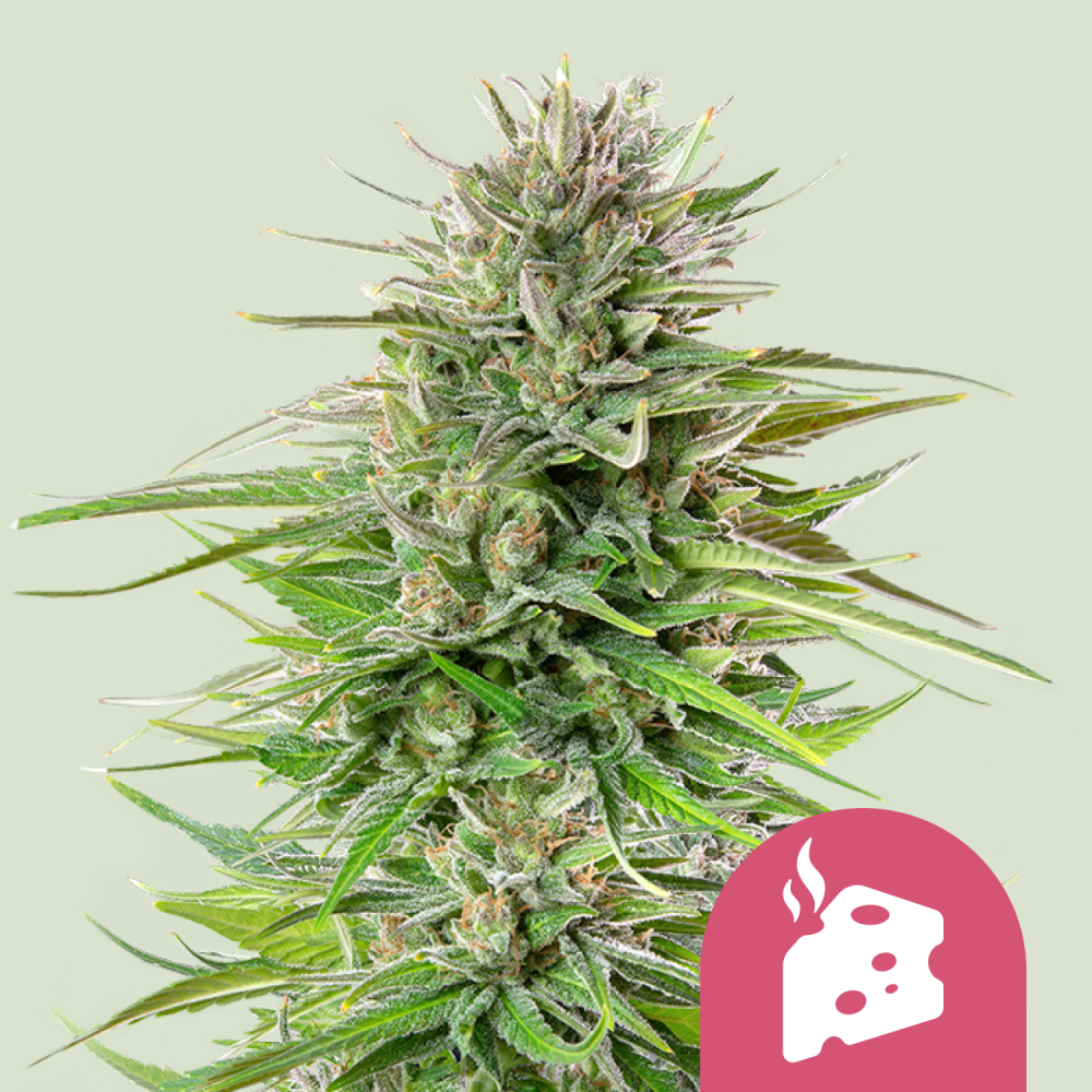 Royal Queen Seeds Cannabis Seeds Blue Cheese Feminized 3 ks