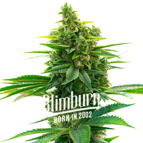 Blimburn Seeds Feminizované semená kanabisu Khalifa Kush 3 ks
