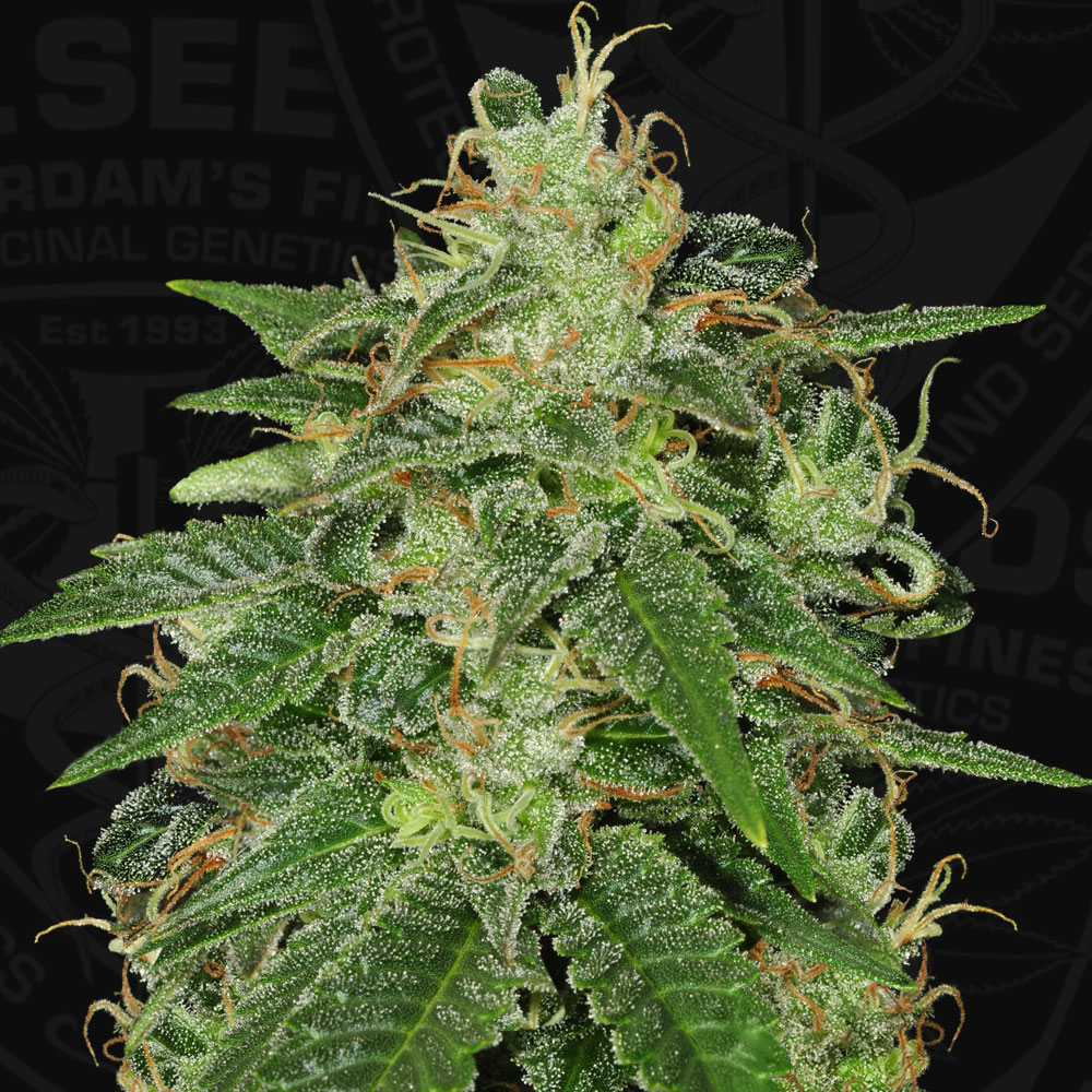 T.H.Seeds™ Semená kanabisu SAGE™, rôzne balenia, feminizované 2 ks