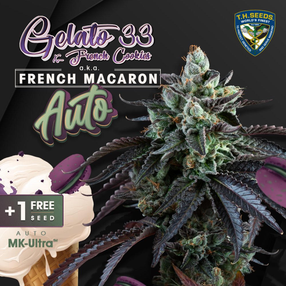 T.H.Seeds™ Cannabis Seeds Auto French Macaron, rôzne balenie, feminizované 2 ks