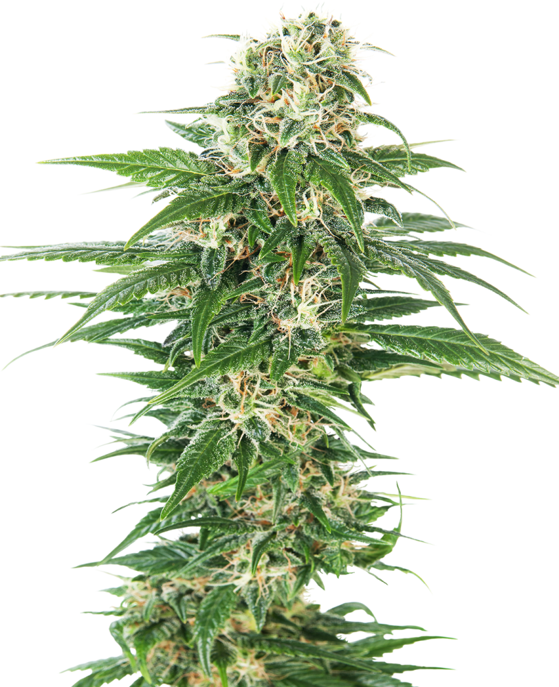 Sensi Seeds Cannabis Seeds Early Skunk Automatic® Feminized, 3-10 ks 10 ks