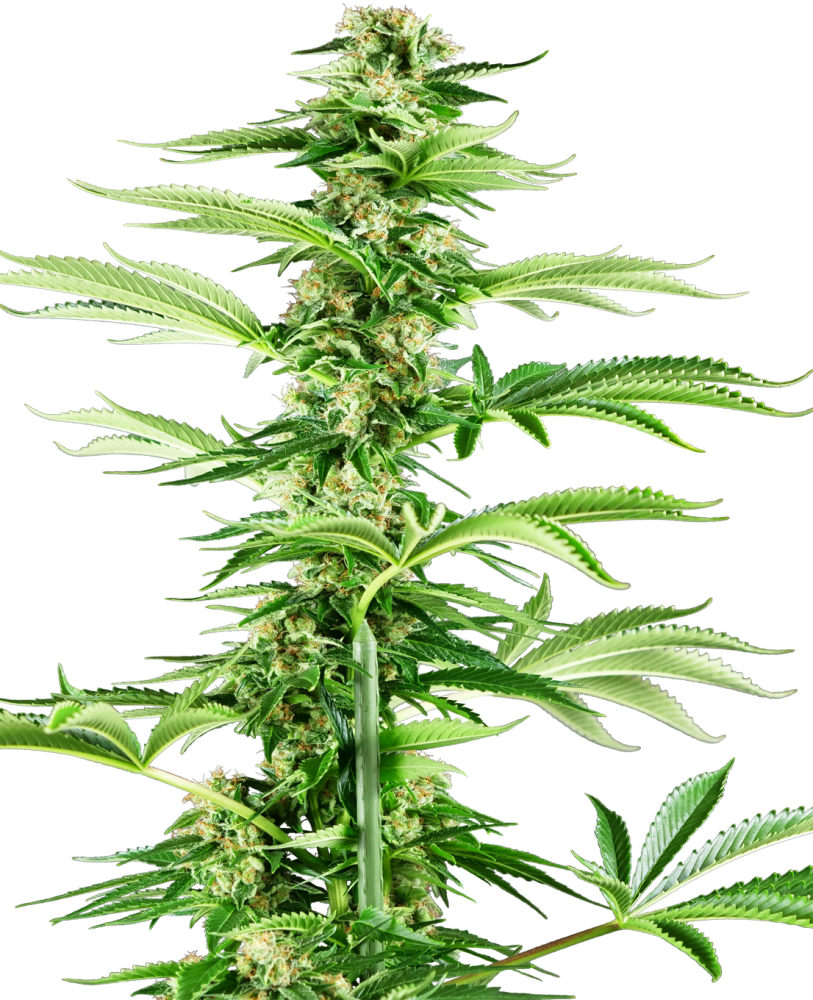 Sensi Seeds Semená kanabisu Medový melón Haze feminizované, 3-10 ks 3 ks