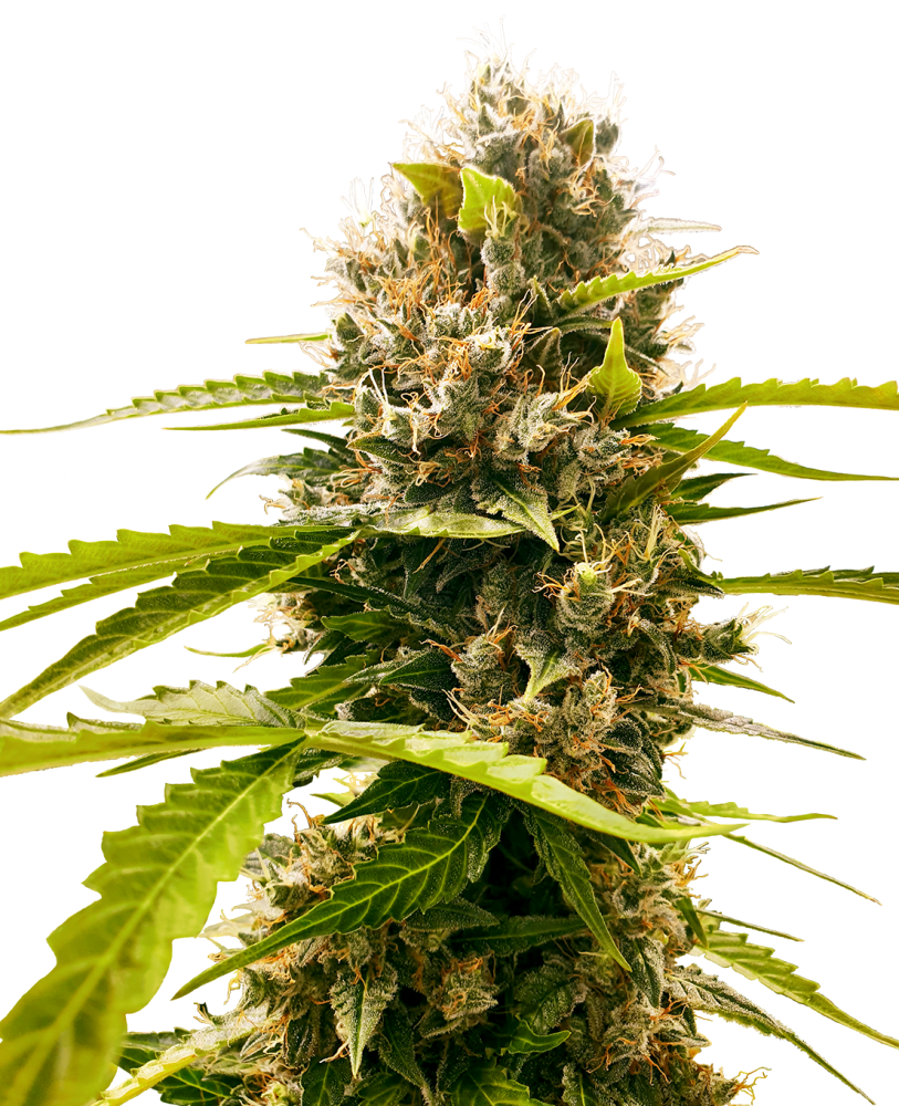 Sensi Seeds Semená kanabisu Mandarin Punch Feminizované, 3-10 ks 3 ks