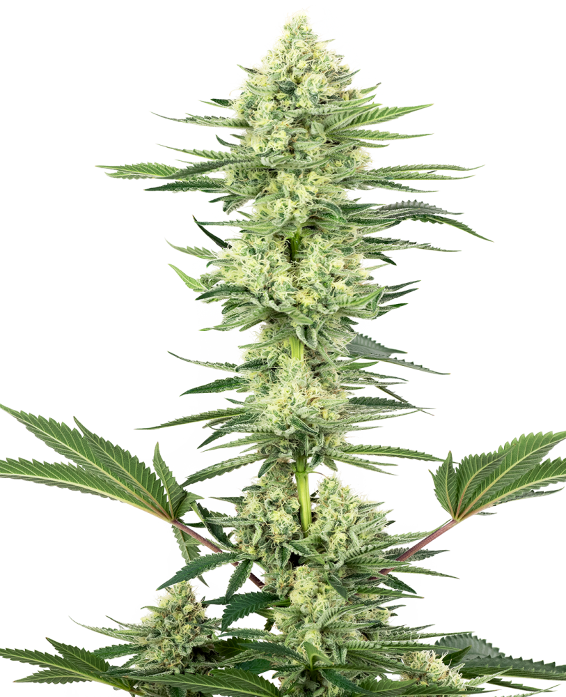 Sensi Seeds Cannabis Seeds White Gorilla Haze Feminized by White Label, 3-10 ks 3 ks