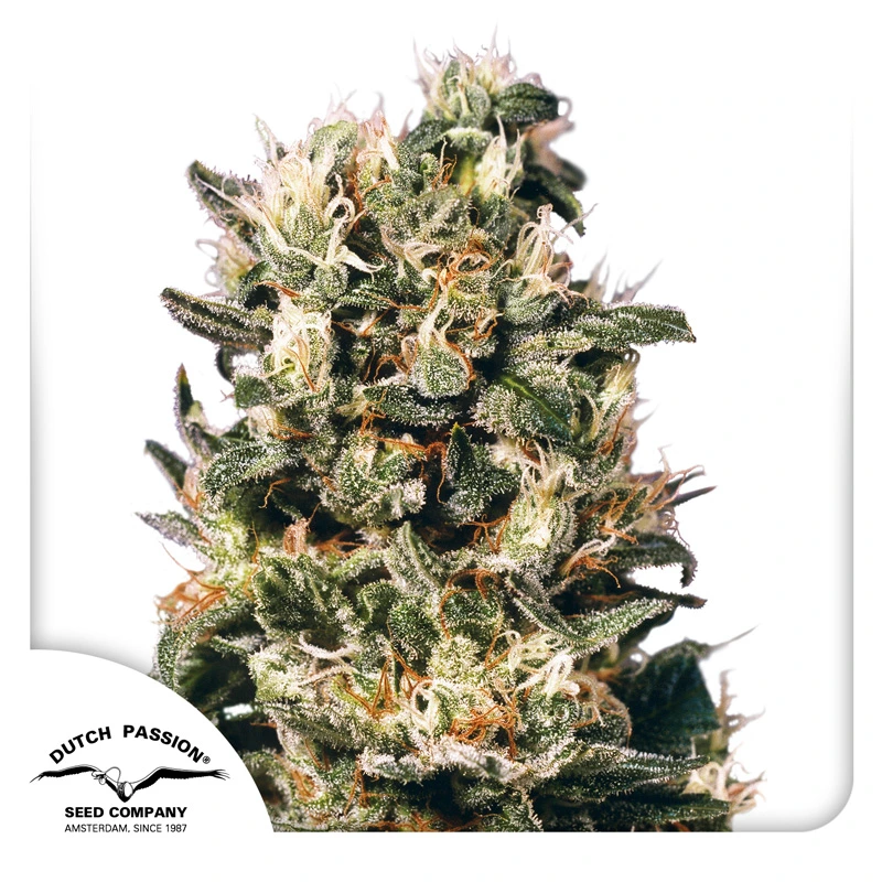 Dutch Passion Cannabiszaden Euforia® Gefeminiseerd