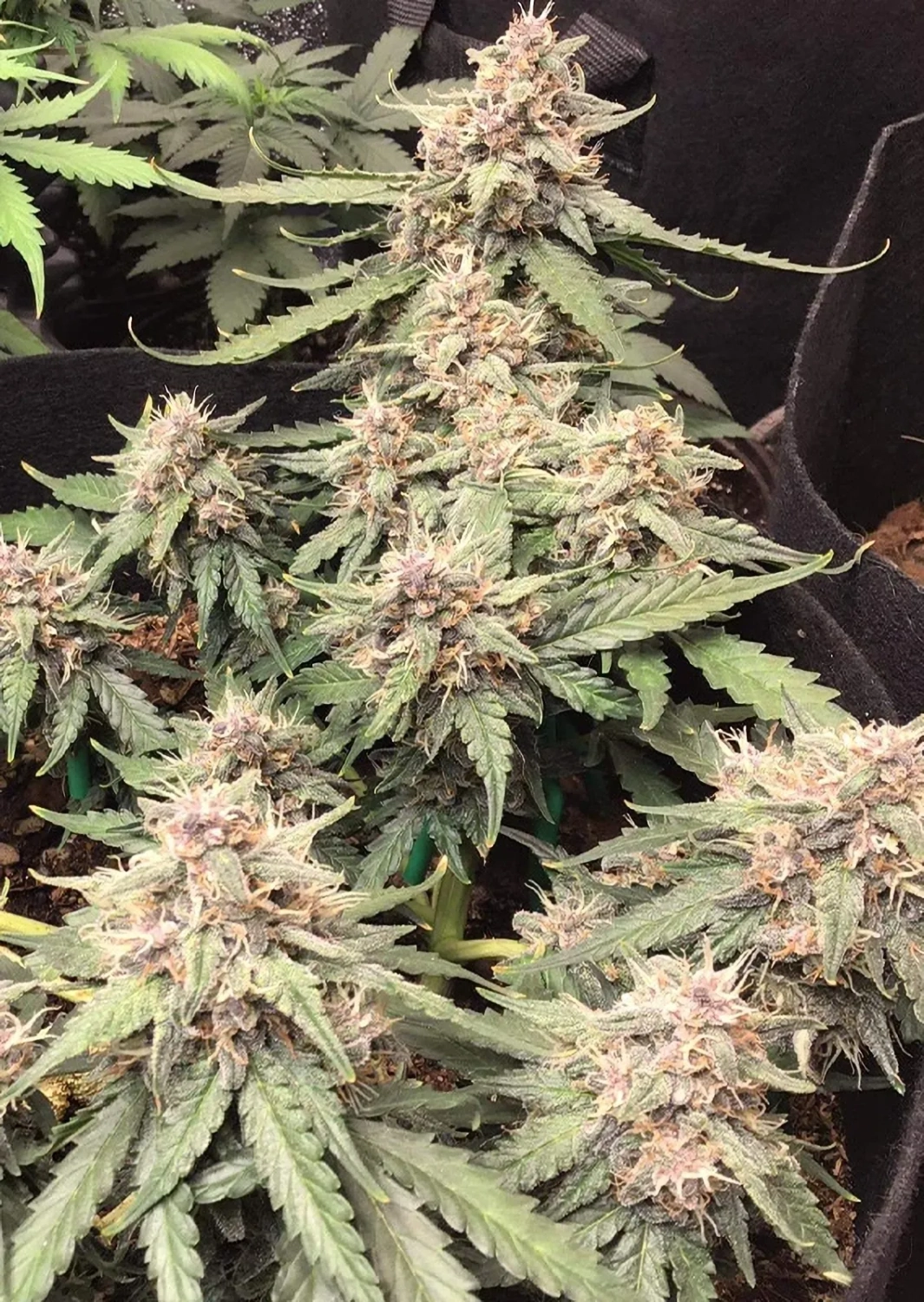 Dutch Passion Cannabiszaden Auto Desfrán® Autoflowering