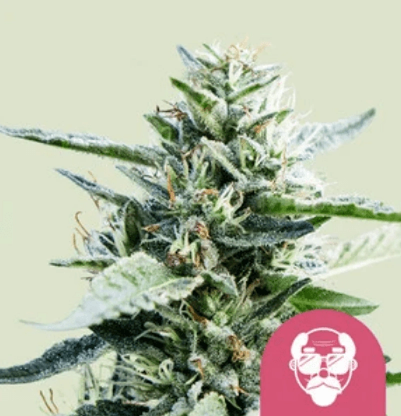 Royal Queen Seeds Feminizované semená kanabisu Grandaddy Purple 5 ks