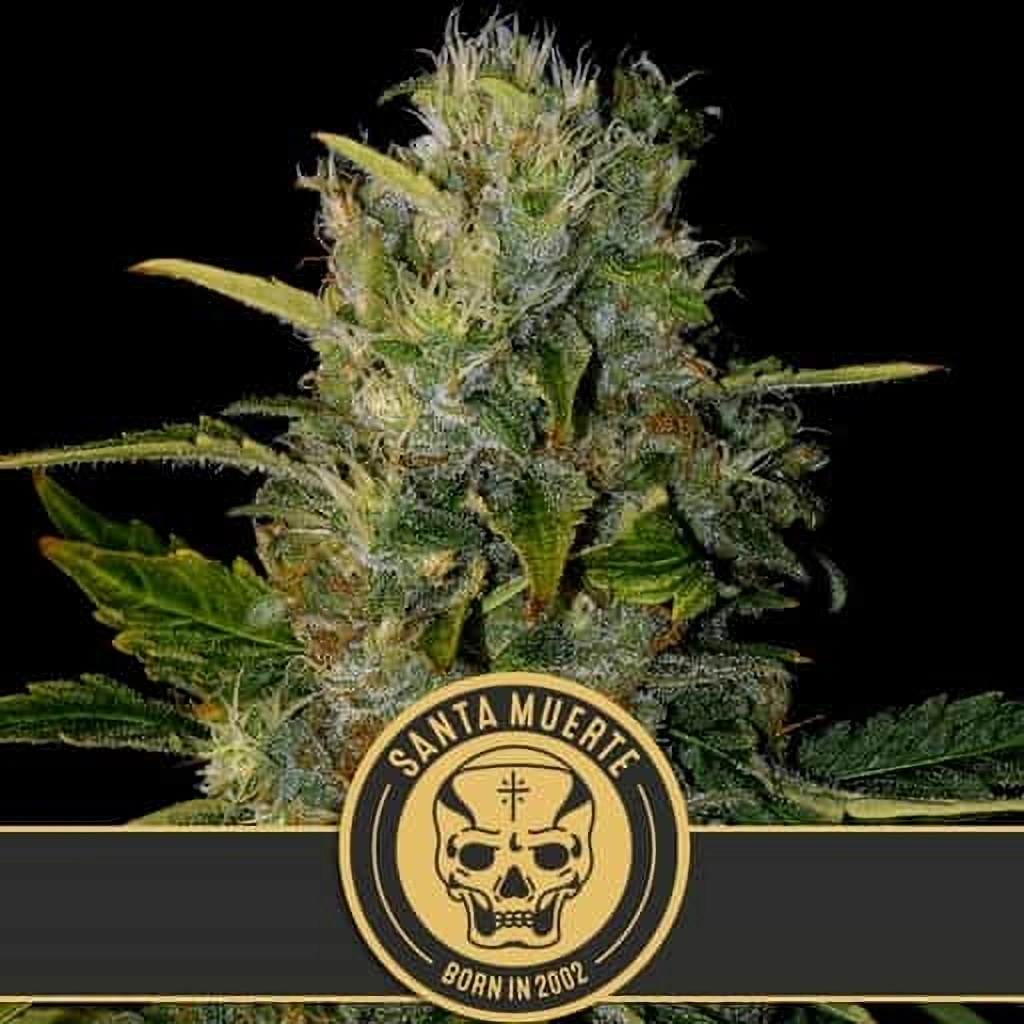 Blimburn Seeds Feminizované semená kanabisu Santa Muerte 3 ks