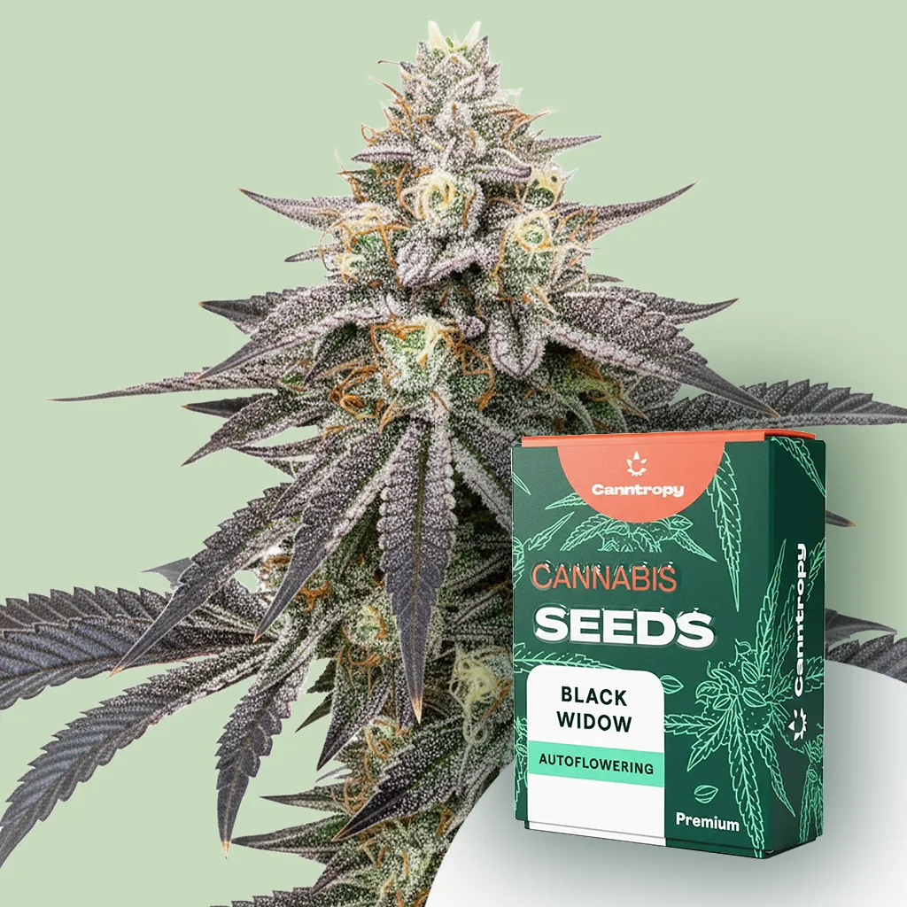 Canntropy Seeds Black Widow (feminizované) 3 ks