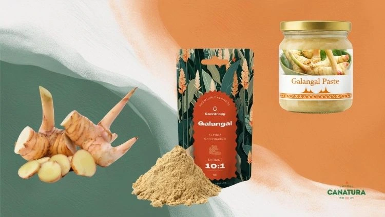 Different forms of galangal: fresh, powder and paste