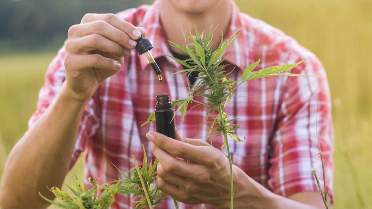 Extracting CBD oil from hemp – a dropper bottle of oil and a fresh hemp plant