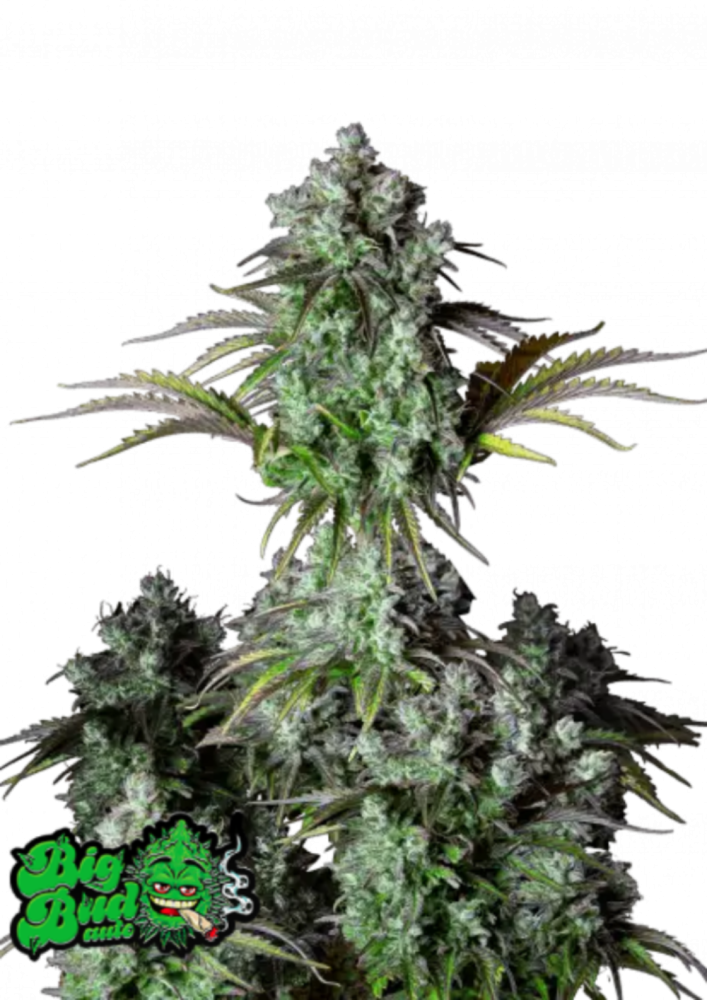 Fast Buds Cannabis Seeds Big Bud Auto 5 ks