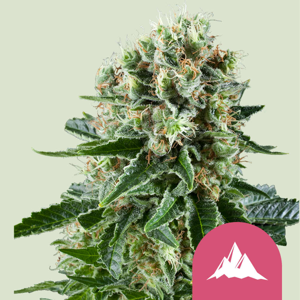 Royal Queen Seeds Cannabis Seeds Critical Kush Feminized 1 ks