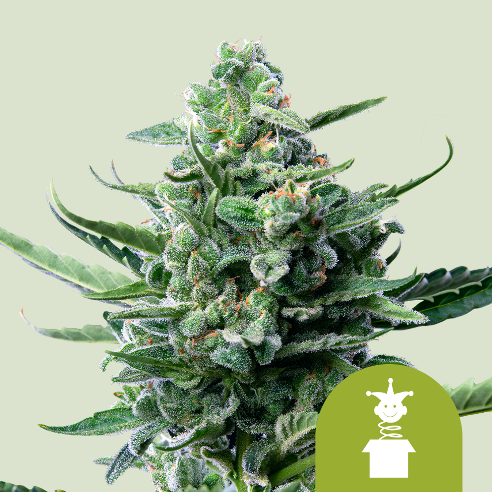 Royal Queen Seeds Cannabis Seeds Royal Jack Auto 5 ks