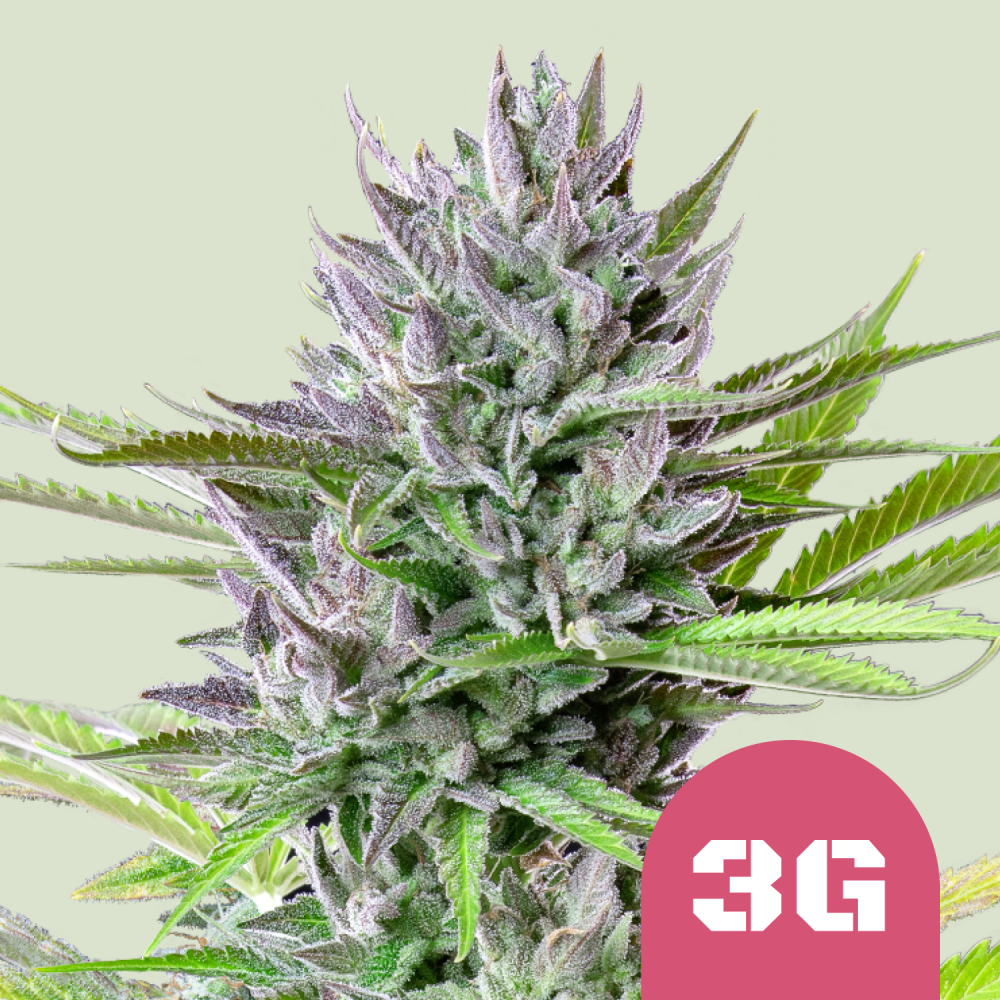 Royal Queen Seeds Cannabis Seeds Triple G Feminized 1 ks
