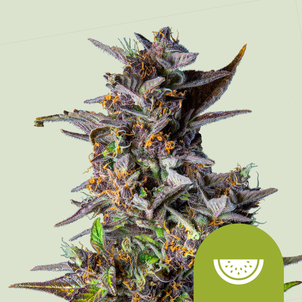 Royal Queen Seeds Cannabis Seeds Watermelon Auto 1 ks