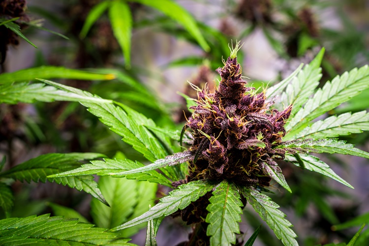 Flowering purple plant with flowers, cannabis sativa leaves, flower -THC and plant